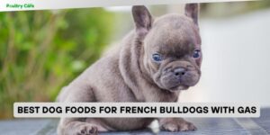best dog foods for french bulldogs with gas