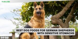 best dog foods for german shepherds with sensitive stomachs