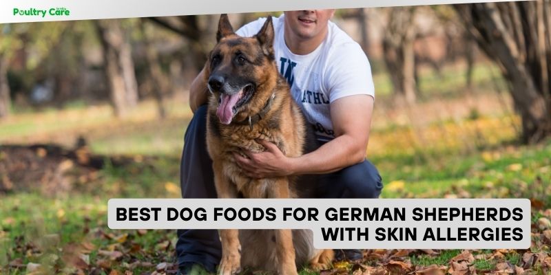 best dog foods for german shepherds with skin allergies