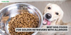 best dog foods for golden retrievers with allergies