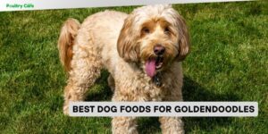 best dog foods for goldendoodles