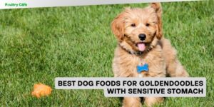 best dog foods for goldendoodles with sensitive stomach