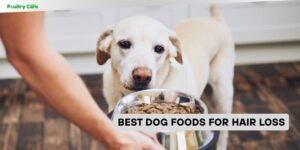 best dog foods for hair loss