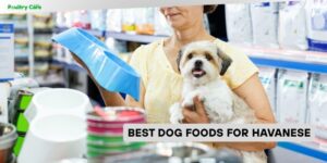 best dog foods for havanese