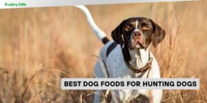 best dog foods for hunting dogs