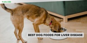 best dog foods for liver disease
