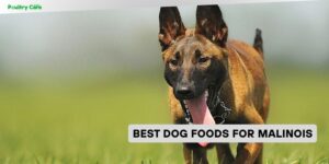 best dog foods for malinois