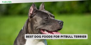 best dog foods for pitbull terrier