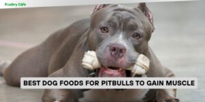 best dog foods for pitbulls to gain muscle