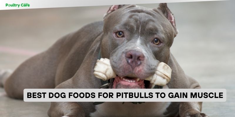 best dog foods for pitbulls to gain muscle