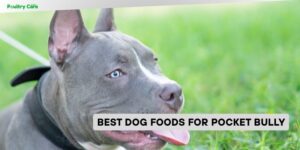 best dog foods for pocket bully
