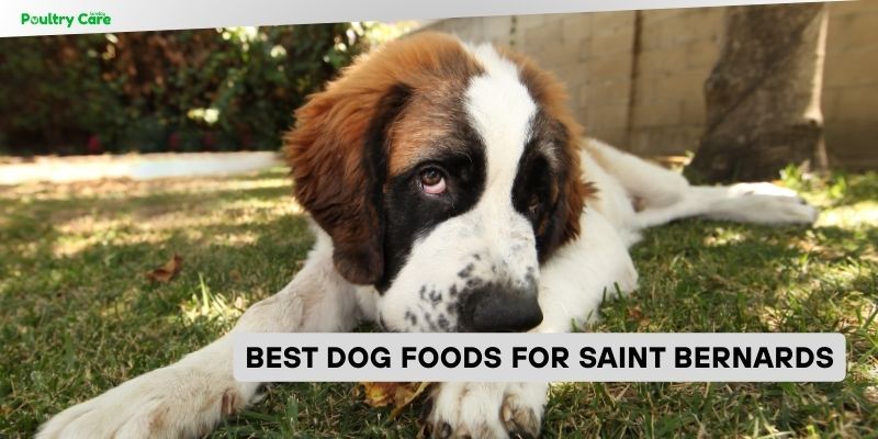 best dog foods for saint bernards