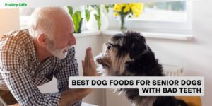 best dog foods for senior dogs with bad teeth