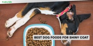 best dog foods for shiny coat