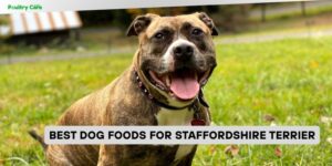 best dog foods for staffordshire terrier