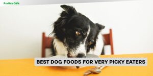 best dog foods for very picky eaters