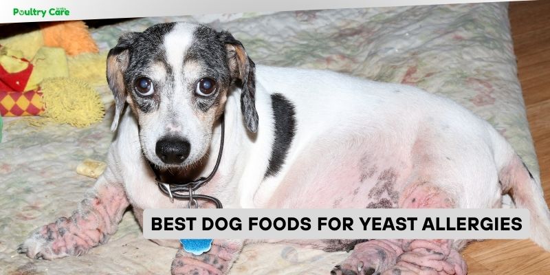 best dog foods for yeast allergies