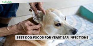 best dog foods for yeast ear infections