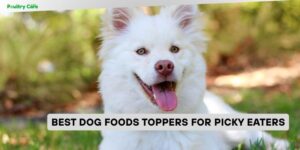 best dog foods toppers for picky eaters