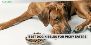 best dog kibbles for picky eaters