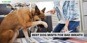best dog mints for bad breath