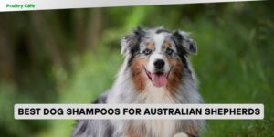 best dog shampoos for australian shepherds