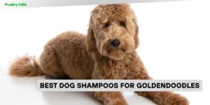 best dog shampoos for goldendoodles