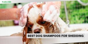 best dog shampoos for shedding