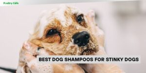 best dog shampoos for stinky dogs