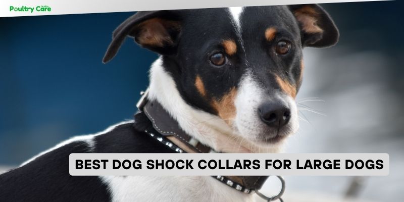 best dog shock collars for large dogs