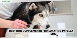 best dog supplements for luxating patella
