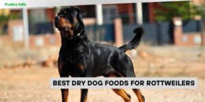 best dry dog foods for rottweilers
