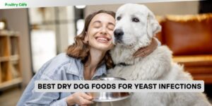 best dry dog foods for yeast infections