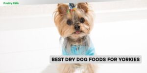 best dry dog foods for yorkies