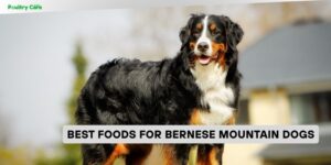 best foods for bernese mountain dogs