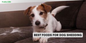 best foods for dog shedding