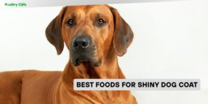 best foods for shiny dog coat