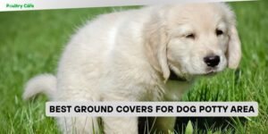 best ground covers for dog potty area