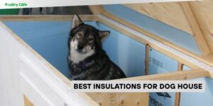 best insulations for dog house