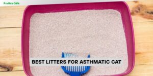 best litters for asthmatic cat