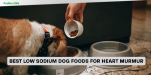 best low sodium dog foods for heart murmur