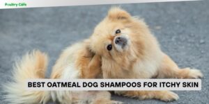 best oatmeal dog shampoos for itchy skin
