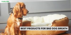 best products for bad dog breath
