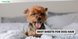best sheets for dog hair