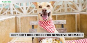 best soft dog foods for sensitive stomach