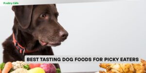 best tasting dog foods for picky eaters