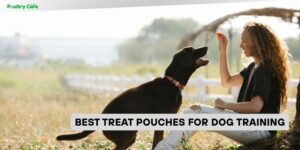 best treat pouches for dog training