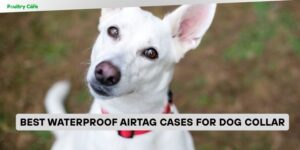 best waterproof airtag cases for dog collar