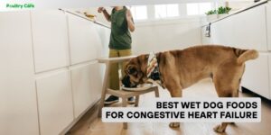 best wet dog foods for congestive heart failure