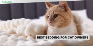 best bedding for cat owners